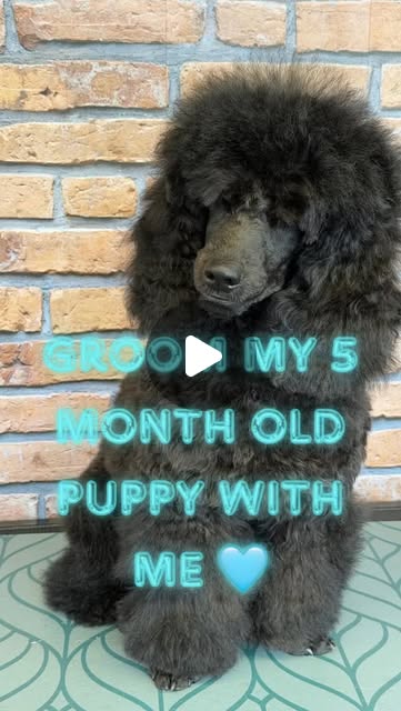 A five-month-old poodle during a puppy groom