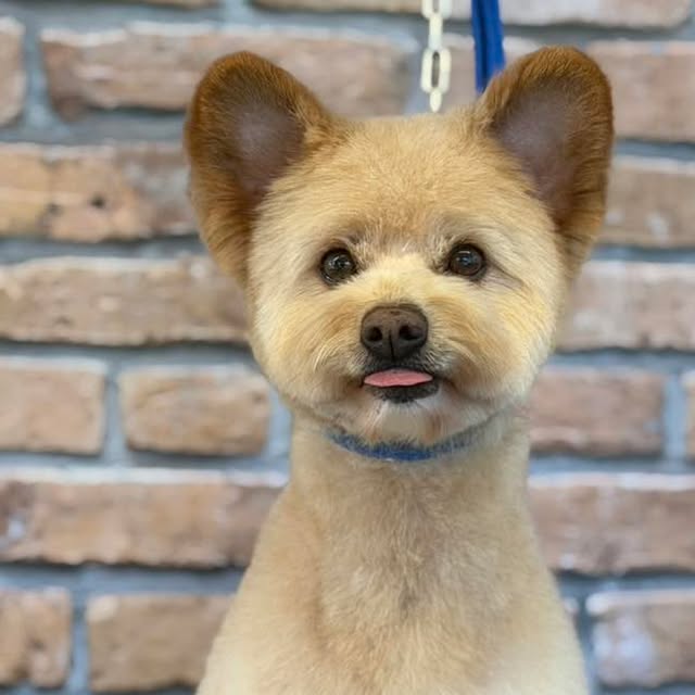 Teddy after a Dogs Empire groom