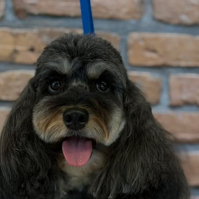 Trixie after a Dogs Empire groom